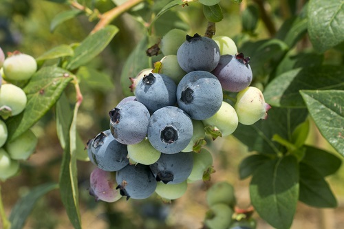 Blueberry ZZ04062 PVR