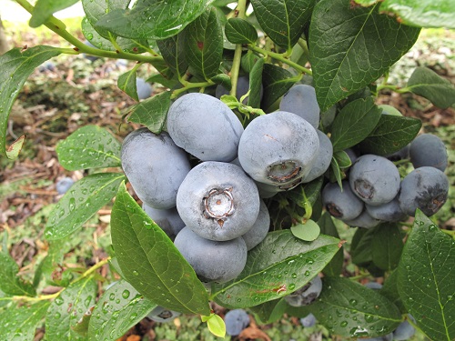 Blueberry ZZ04115 PVR