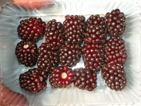 Boysenberry Mapua