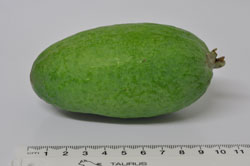 Feijoa Apollo