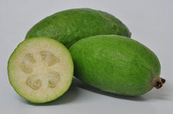 Feijoa Apollo