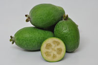 Feijoa Den's Choice