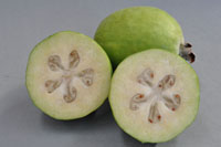 Feijoa Golden Goose