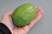 Feijoa Golden Goose