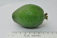 Feijoa Karamea