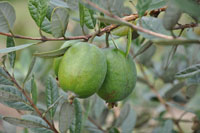 Feijoa Pounamu