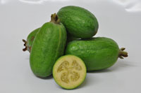 Feijoa White Goose