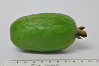 Feijoa White Goose