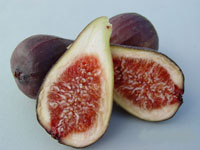 Fig Brunoro Black