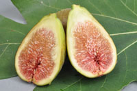 Fig Brunswick