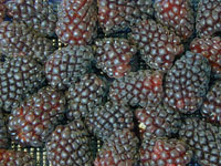 Hybridberry Marahau PVR