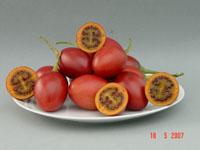 Tamarillo Tango 'Sweeten' PVR