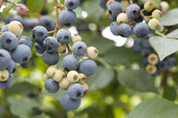 Blueberry Sky Blue PVR